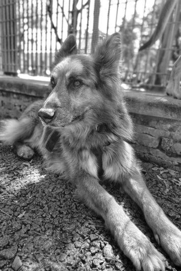 El perro y el prófugo